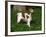 Brittany Spaniel, Domestic Gundog, USA-Lynn M^ Stone-Framed Photographic Print