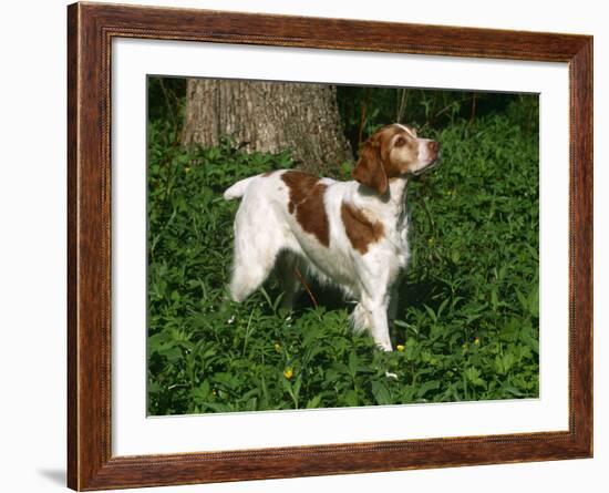 Brittany Spaniel, Domestic Gundog, USA-Lynn M^ Stone-Framed Photographic Print