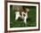 Brittany Spaniel, Domestic Gundog, USA-Lynn M^ Stone-Framed Photographic Print