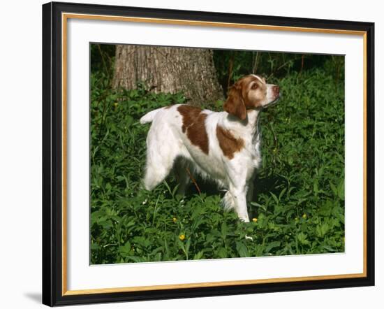 Brittany Spaniel, Domestic Gundog, USA-Lynn M^ Stone-Framed Photographic Print