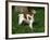 Brittany Spaniel, Domestic Gundog, USA-Lynn M^ Stone-Framed Photographic Print