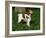 Brittany Spaniel, Domestic Gundog, USA-Lynn M^ Stone-Framed Photographic Print