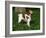 Brittany Spaniel, Domestic Gundog, USA-Lynn M^ Stone-Framed Photographic Print