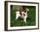 Brittany Spaniel, Domestic Gundog, USA-Lynn M^ Stone-Framed Photographic Print