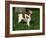 Brittany Spaniel, Domestic Gundog, USA-Lynn M^ Stone-Framed Photographic Print