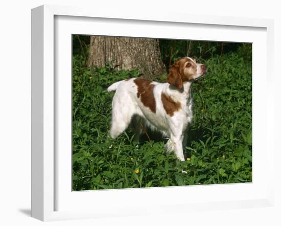 Brittany Spaniel, Domestic Gundog, USA-Lynn M^ Stone-Framed Photographic Print