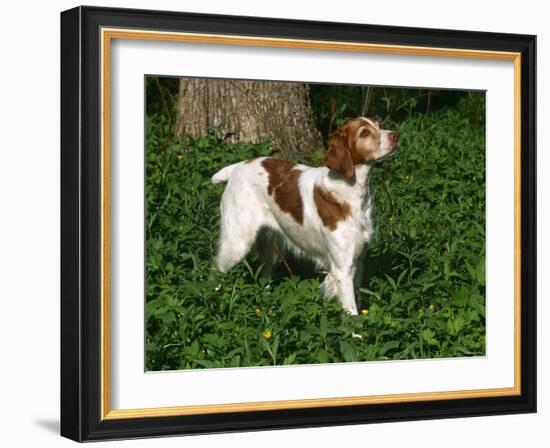 Brittany Spaniel, Domestic Gundog, USA-Lynn M^ Stone-Framed Photographic Print