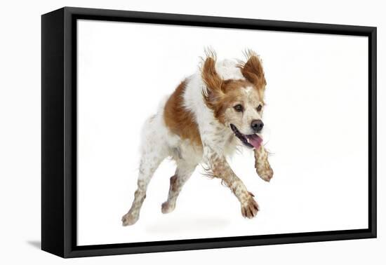 Brittany Spaniel Running Towards Camera in Studio-null-Framed Premier Image Canvas