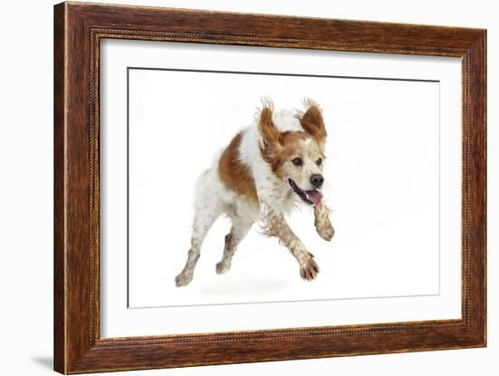 Brittany Spaniel Running Towards Camera in Studio-null-Framed Photographic Print