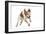 Brittany Spaniel Running Towards Camera in Studio-null-Framed Photographic Print