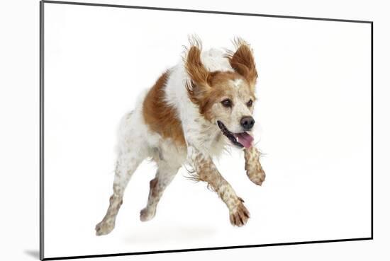 Brittany Spaniel Running Towards Camera in Studio-null-Mounted Photographic Print