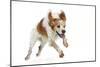 Brittany Spaniel Running Towards Camera in Studio-null-Mounted Photographic Print