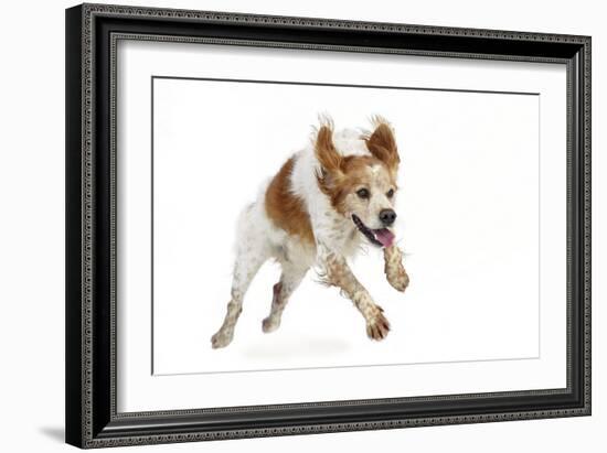 Brittany Spaniel Running Towards Camera in Studio-null-Framed Photographic Print