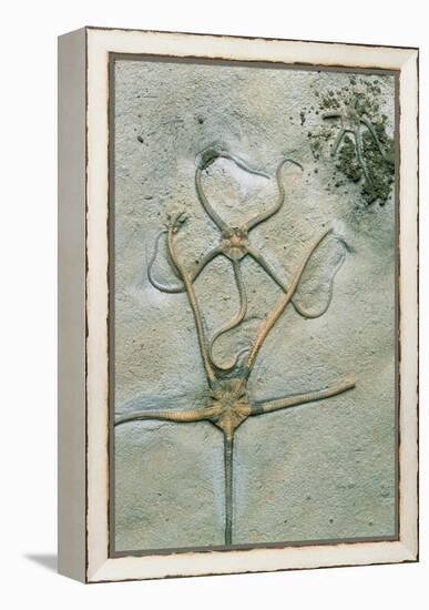 Brittle Star Fossils-Sinclair Stammers-Framed Premier Image Canvas