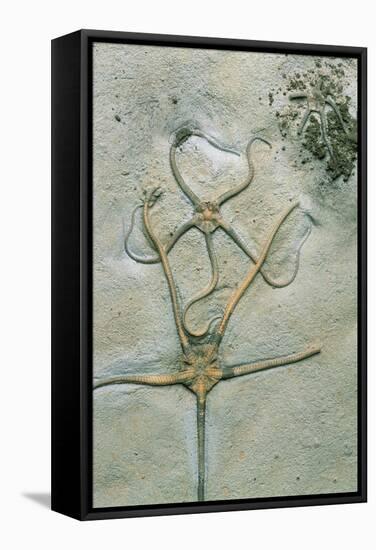 Brittle Star Fossils-Sinclair Stammers-Framed Premier Image Canvas