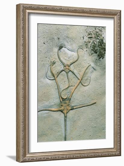 Brittle Star Fossils-Sinclair Stammers-Framed Photographic Print