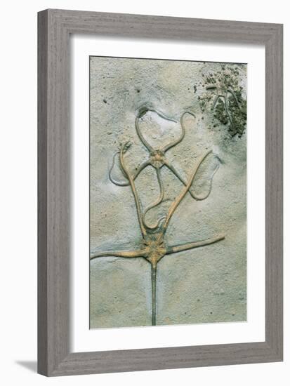 Brittle Star Fossils-Sinclair Stammers-Framed Photographic Print