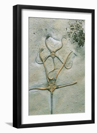 Brittle Star Fossils-Sinclair Stammers-Framed Photographic Print