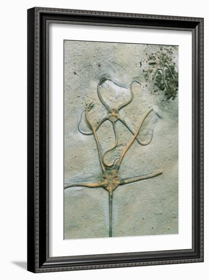 Brittle Star Fossils-Sinclair Stammers-Framed Photographic Print