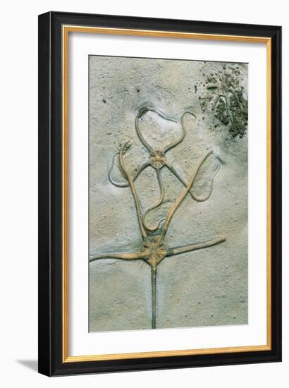 Brittle Star Fossils-Sinclair Stammers-Framed Photographic Print