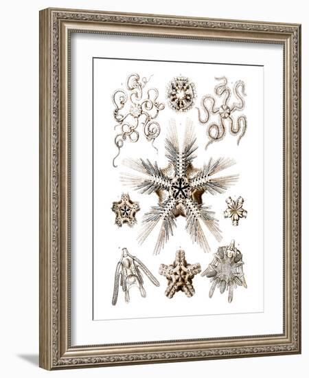 Brittle Stars-Ernst Haeckel-Framed Art Print