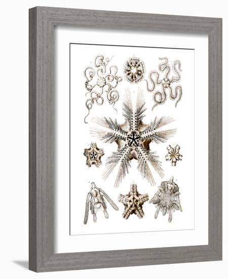 Brittle Stars-Ernst Haeckel-Framed Art Print