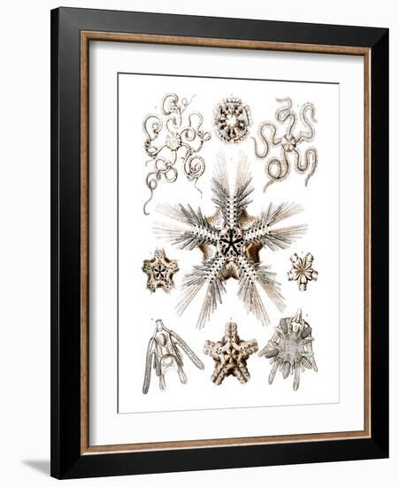 Brittle Stars-Ernst Haeckel-Framed Art Print