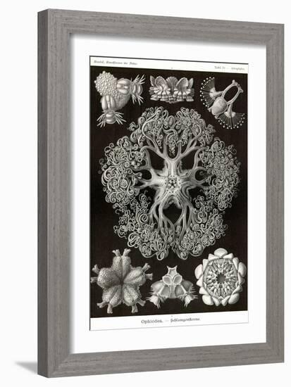 Brittle Stars-Ernst Haeckel-Framed Art Print