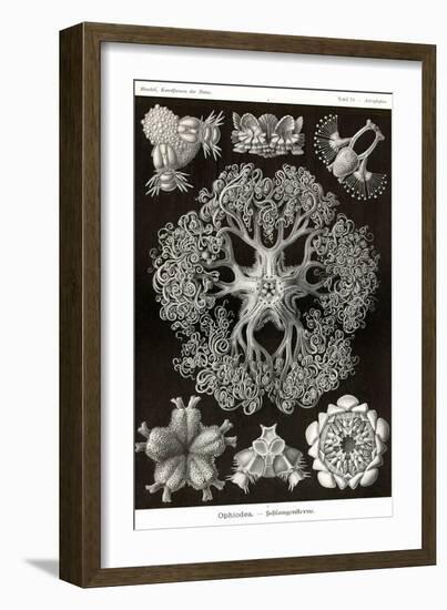 Brittle Stars-Ernst Haeckel-Framed Art Print
