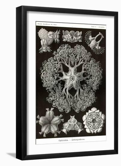 Brittle Stars-Ernst Haeckel-Framed Art Print