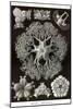 Brittle Stars-Ernst Haeckel-Mounted Art Print