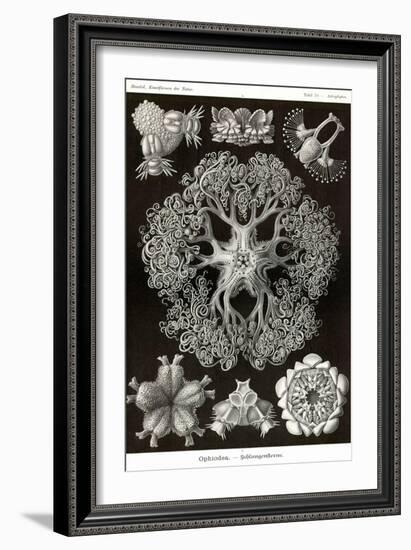 Brittle Stars-Ernst Haeckel-Framed Art Print