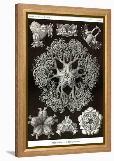 Brittle Stars-Ernst Haeckel-Framed Stretched Canvas