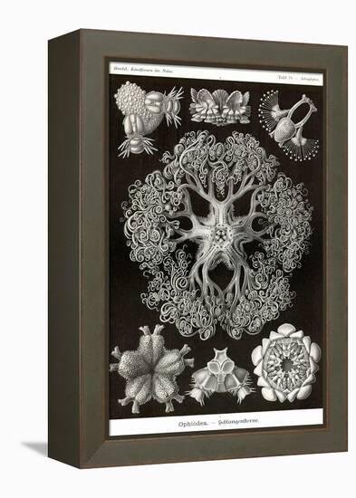 Brittle Stars-Ernst Haeckel-Framed Stretched Canvas