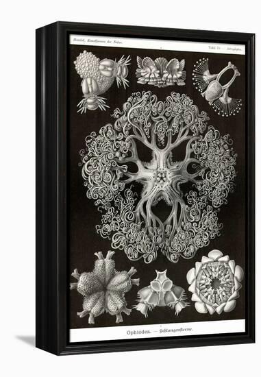 Brittle Stars-Ernst Haeckel-Framed Stretched Canvas