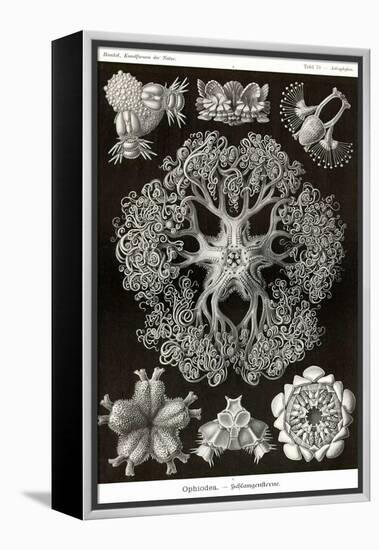 Brittle Stars-Ernst Haeckel-Framed Stretched Canvas