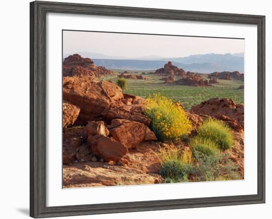 Brittlebush and Sandstone, Valley of Fire State Park, Nevada, USA-Scott T^ Smith-Framed Photographic Print