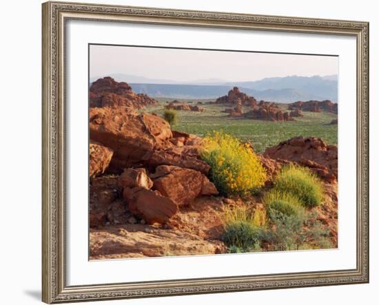 Brittlebush and Sandstone, Valley of Fire State Park, Nevada, USA-Scott T^ Smith-Framed Photographic Print