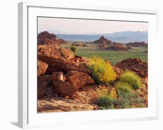 Brittlebush and Sandstone, Valley of Fire State Park, Nevada, USA-Scott T^ Smith-Framed Photographic Print