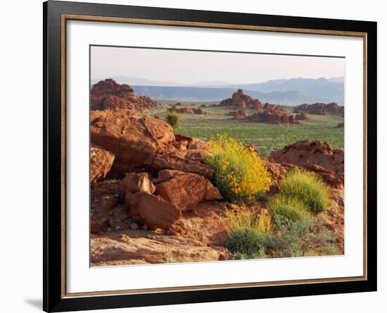 Brittlebush and Sandstone, Valley of Fire State Park, Nevada, USA-Scott T^ Smith-Framed Photographic Print