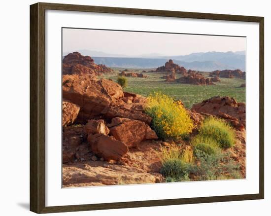 Brittlebush and Sandstone, Valley of Fire State Park, Nevada, USA-Scott T^ Smith-Framed Photographic Print