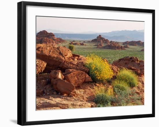 Brittlebush and Sandstone, Valley of Fire State Park, Nevada, USA-Scott T^ Smith-Framed Photographic Print