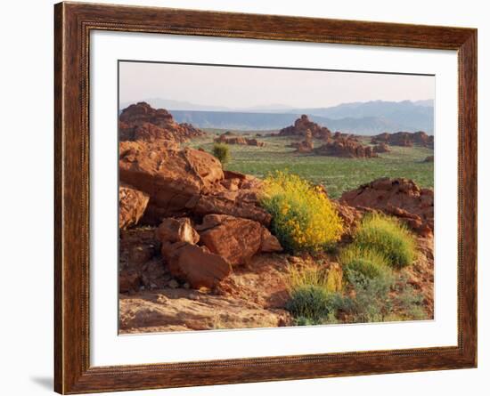 Brittlebush and Sandstone, Valley of Fire State Park, Nevada, USA-Scott T^ Smith-Framed Photographic Print