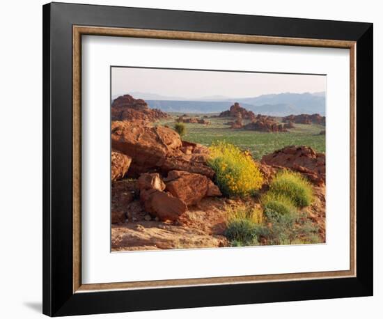 Brittlebush and Sandstone, Valley of Fire State Park, Nevada, USA-Scott T^ Smith-Framed Photographic Print