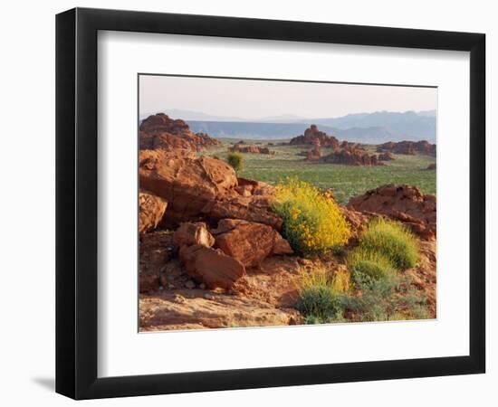 Brittlebush and Sandstone, Valley of Fire State Park, Nevada, USA-Scott T^ Smith-Framed Photographic Print