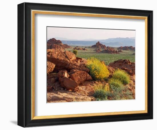 Brittlebush and Sandstone, Valley of Fire State Park, Nevada, USA-Scott T^ Smith-Framed Photographic Print