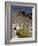 Brittlebush (Encilia Farinosa) in Borrego Palm Canyon, Anza-Borrego Desert State Park, California-James Hager-Framed Photographic Print