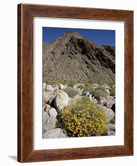 Brittlebush (Encilia Farinosa) in Borrego Palm Canyon, Anza-Borrego Desert State Park, California-James Hager-Framed Photographic Print