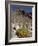 Brittlebush (Encilia Farinosa) in Borrego Palm Canyon, Anza-Borrego Desert State Park, California-James Hager-Framed Photographic Print