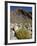 Brittlebush (Encilia Farinosa) in Borrego Palm Canyon, Anza-Borrego Desert State Park, California-James Hager-Framed Photographic Print